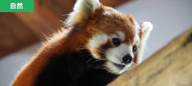 長野市・長野市茶臼山動物園